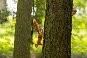 Cute and playful squirrel. Amazing small and cute animal. Very fast, jumping from one tree to another. Eating seeds and nuts. Red, orange or brown furry rodent. Natural cutie, lovely animal.