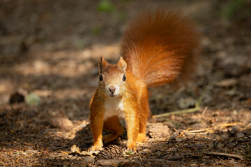 Cute and playful squirrel. Amazing small and cute animal. Very fast, jumping from one tree to another. Eating seeds and nuts. Red, orange or brown furry rodent. Natural cutie, lovely animal.