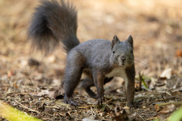 Cute and playful squirrel. Amazing small and cute animal. Very fast, jumping from one tree to another. Eating seeds and nuts. Red, orange or brown furry rodent. Natural cutie, lovely animal.