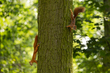 Cute and playful squirrel. Amazing small and cute animal. Very fast, jumping from one tree to another. Eating seeds and nuts. Red, orange or brown furry rodent. Natural cutie, lovely animal.