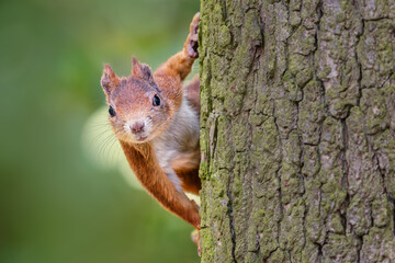 Cute and playful squirrel. Amazing small and cute animal. Very fast, jumping from one tree to another. Eating seeds and nuts. Red, orange or brown furry rodent. Natural cutie, lovely animal.