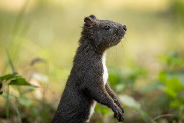 Cute and playful squirrel. Amazing small and cute animal. Very fast, jumping from one tree to another. Eating seeds and nuts. Red, orange or brown furry rodent. Natural cutie, lovely animal.