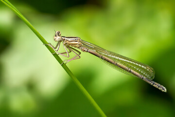 Blaue Federlibelle (Platycnemis pennipes) junges Männchen vor der Blaufärbung sitzt an einem grünen Stängel - Baden-Württemberg, Deutschland
