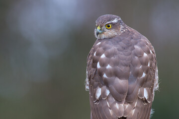 The portrait of sparrow-hawk close-up