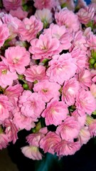 Beautiful pink kalanchoe flowers are blooming, creating a stunning display of nature's beauty