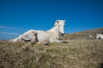 Obraz premium Eriskey Pony on the Isle of Eriskay Outer Hebrides, a group of western isles in Scotland. In the blue sky on a spring/summer morning