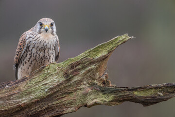 portrait of a common kestrel (Falco tinnunculus) perched on a trunk and green background