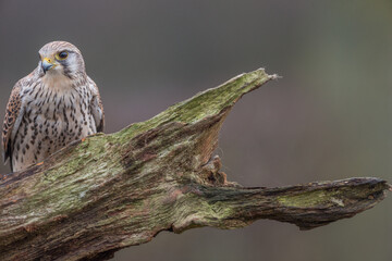 portrait of a common kestrel (Falco tinnunculus) perched on a trunk and green background
