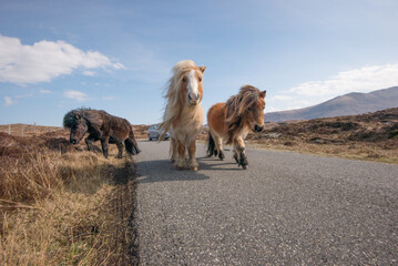 Adorable and cute Shetland Ponies, a world famous unique and hardy breed, outdoors on their native cliff tops of Northmavine, on a sunny day, Mainland, Shetland Islands, Scotland