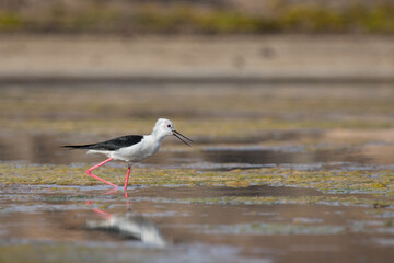 Cute water bird. Colorful nature background. Bird: Black winged Stilt (Himantopus himantopus). Close up Isolated Detail, Low point of view eye level
