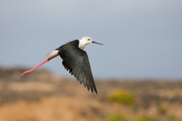 Black winged stilt up close in flight over a salt pan in Lanzarote, Canary Islands