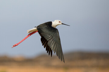 Black winged stilt up close in flight over a salt pan in Lanzarote, Canary Islands