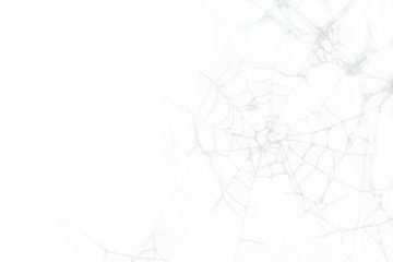 Spider web blackboard spider web texture.