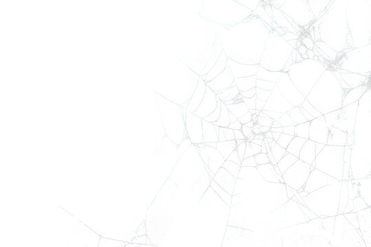 Spider web blackboard spider web texture.