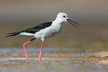 Cute water bird. Colorful nature background. Bird: Black winged Stilt (Himantopus himantopus). Close up Isolated Detail, Low point of view eye level