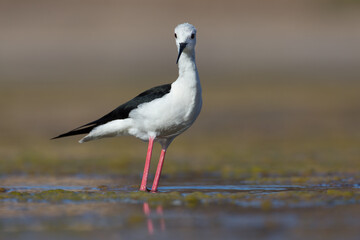 Cute water bird. Colorful nature background. Bird: Black winged Stilt (Himantopus himantopus). Close up Isolated Detail, Low point of view eye level