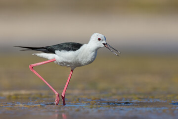 Cute water bird. Colorful nature background. Bird: Black winged Stilt (Himantopus himantopus). Close up Isolated Detail, Low point of view eye level