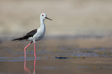 Cute water bird. Colorful nature background. Bird: Black winged Stilt (Himantopus himantopus). Close up Isolated Detail, Low point of view eye level