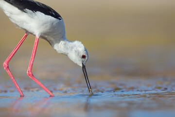 Cute water bird. Colorful nature background. Bird: Black winged Stilt (Himantopus himantopus). Close up Isolated Detail, Low point of view eye level
