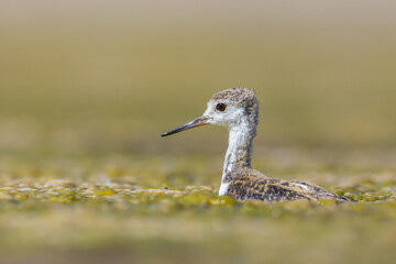 Juvenile Black-winged Stilt (Himantopus himantopus)Wading through Wetlands Closeup - Shallow Depth of Field