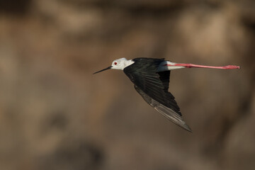 Black winged stilt up close in flight over a salt pan in Lanzarote, Canary Islands