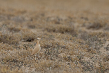 Cream-colored courser,Adult, Soo Desert, Lanzarote, Spain (Cursorius cursor)