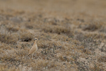 Cream-colored courser,Adult, Soo Desert, Lanzarote, Spain (Cursorius cursor)