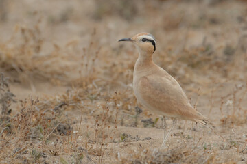 Cream-colored courser,Adult, Soo Desert, Lanzarote, Spain (Cursorius cursor)