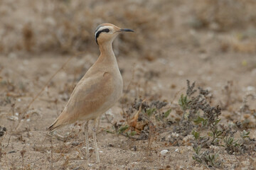 Cream-colored courser,Adult, Soo Desert, Lanzarote, Spain (Cursorius cursor)