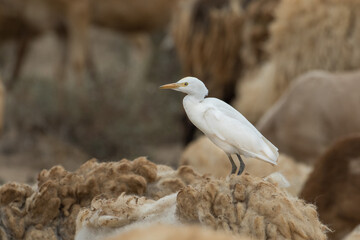 Cattle Egret and Goat feeding together in the Desert, Soo Lanzarote Canary Islands Spain