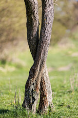 Hugging tree trunks, love and strength in the nature, vertical background