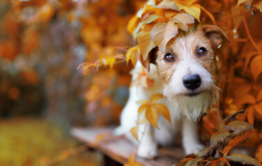 Face of a happy cute pet dog as sitting in the autumn leaves. Fall, thanksgiving background.