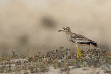Eurasian Stone Curlew (Burhinidae)  in the Lanzarote Soo Desert, Canary Islands 