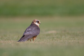 Red-footed falcon - female (Falco vespertinus) Open Grassland, Isolated.