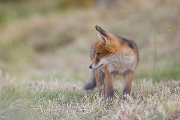 Baby red fox, vulpes vulpes, climbing on mossed stump in spring nature. Young orange mammal looking to the camera in open grassland, in a park in the United Kingdom