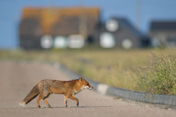 Red Fox (Vulpes Vulpes) crossing rural road with rusty house backgrounds, isolated. Room to Copy. Isolated depth of field.