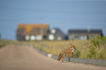 Red Fox (Vulpes Vulpes) crossing rural road with rusty house backgrounds, isolated. Room to Copy. Isolated depth of field.