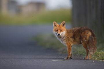 Female Cute Red Fox (Vulpes Vulpes) on a suburban road at Sunset in golden evening light.