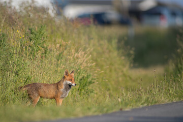 Red Fox (Vulpes Vulpes) in open meadow at sunset, golden evening light, cute adorable fox wide eyed male, with copy space.