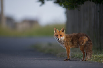 Female Cute Red Fox (Vulpes Vulpes) on a suburban road at Sunset in golden evening light.