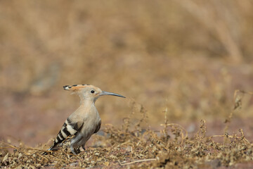 Obraz premium A eurasian hoopoe (Upupa epops) on the ground in the Dessert, Lanzarote (Canary Islands, Spain)