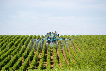 vineyards near epernay in champagne region being spraied by straddle tractor