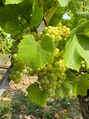 bunch of white grapes on the vine