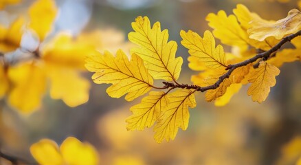 Obraz premium Vibrant yellow oak leaves in early autumn sunlight at a forest edge