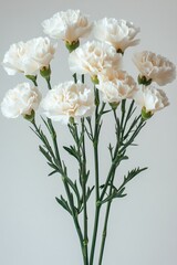 Delicate peach carnations bloom gracefully in a minimalist setting filled with soft lighting