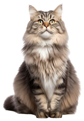 PNG Siberian cat animal mammal.