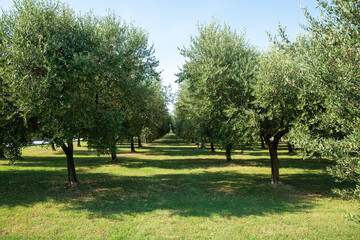 rows of olive trees. olive grove