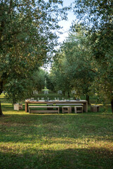 long table set in the middle of an olive grove