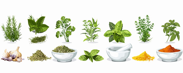 Culinary herbs and spices with mortar and pestle on a white background. Vector flat isolated illustration.