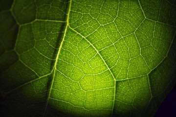 Foglia - particolare